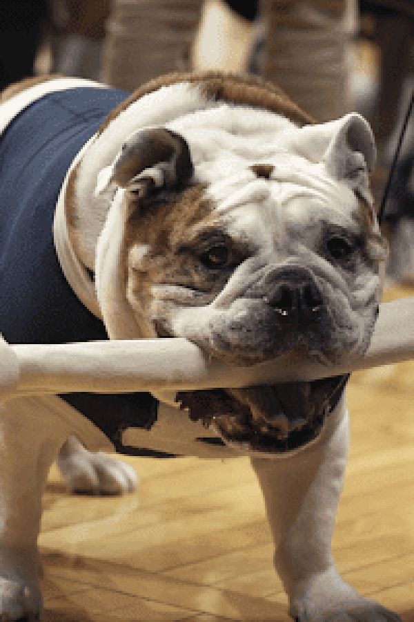 Những Chú Chó (Phần 2)